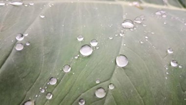 Yaprağın üzerindeki su damlacıkları