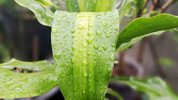 Üzerinde su damlaları olan bir bitki.