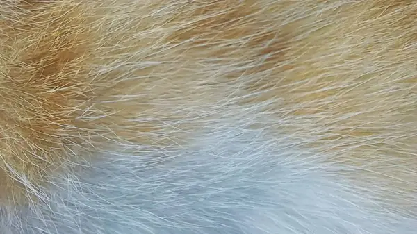 Beyaz ve sarı kedi kürkünün yakın plan fotoğrafı.
