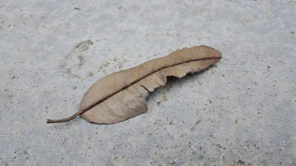 Yerde yatan kuru bir yaprak.