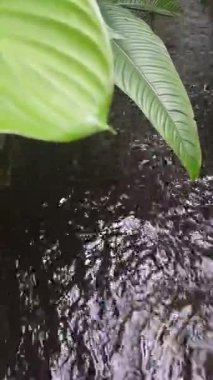 Bahçede büyük bir balık havuzu var.