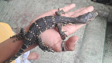 Avucundaki kertenkele bebek monitörü.