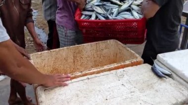 Balıkçı teknesinden taze deniz balığı boşaltma işlemi.
