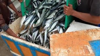 Balıkçı teknesinden taze deniz balığı boşaltma işlemi.