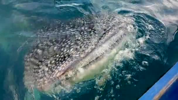 Gorontalo Indonésie Června2023 Zpomal Velrybí Žralok Rhincodon Typus Často Objevuje — Stock video