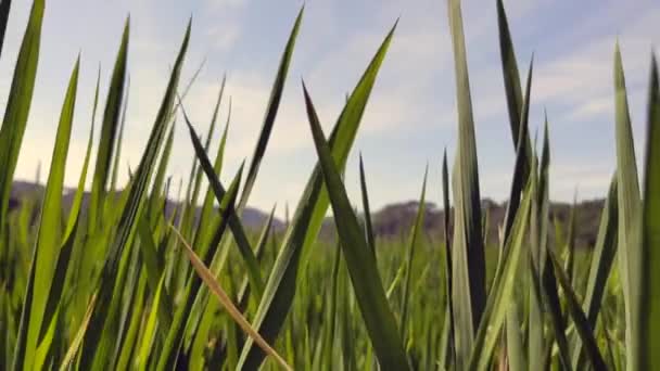 Eine Nahaufnahme Von Grünem Grasland Auf Den Hügeln Unter Wolkenlosem — Stockvideo