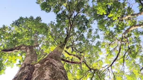 Tiro Cinematográfico Baixo Ângulo Majestoso Tronco Árvore Tropical Sob Céu — Vídeo de Stock