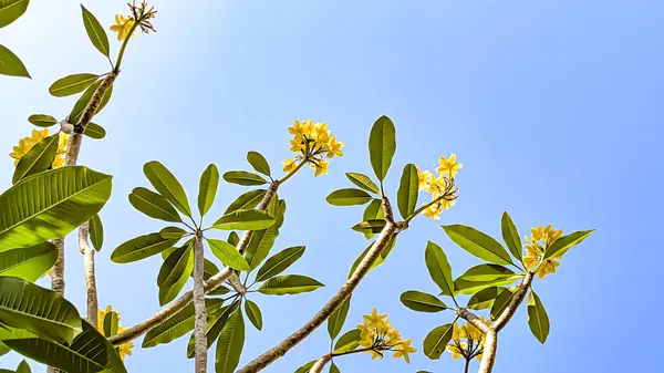 Hawaii tropikal çiçeğinin düşük açılı görüntüsü sabah güneşiyle ortaya çıkar. Taze doğal ve Go Green konsepti