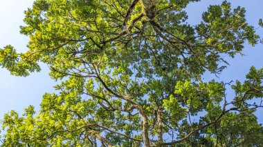 Ağaç dallarındaki taze yeşil yaprakların alçak açılı görüntüsü. Doğa ortamı arka planı ve Go green konsepti