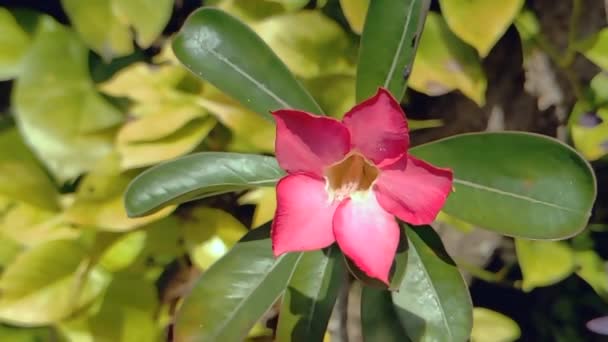 Αργή Κίνηση Κόκκινο Λουλούδι Adenium Εκτίθενται Από Πρωινό Φως Του — Αρχείο Βίντεο