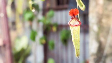 Seçici odaklanma. Nepenthes ya da Kantong Semar olarak bilinen kırmızımsı bir üst sürahi bitkisinin sığ alan görüşü. Kapat ve arkaplanı bulanıklaştır