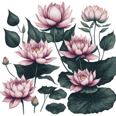 Suluboya Lotus Clipart Set, Gerçekçi Çiçek Resimleri