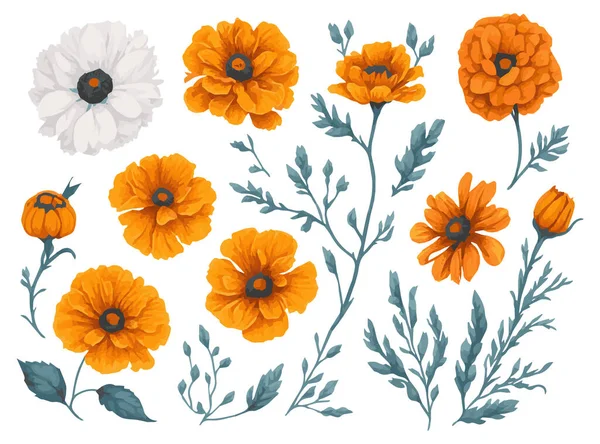 Suluboya kadife çiçeği Clipart Set, Gerçekçi Çiçek Resimleri