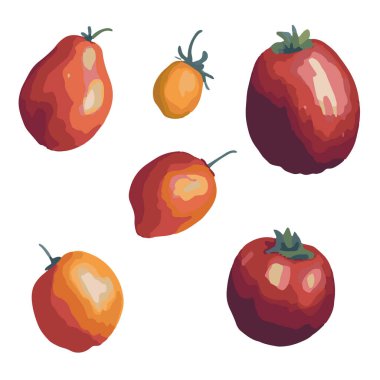 Domates seti. Kırmızı domates koleksiyonu. Şeffaf arkaplanda suluboya domatesler.