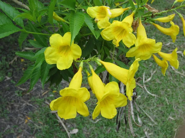 Žluté Květy Stonky Listy — Stock fotografie