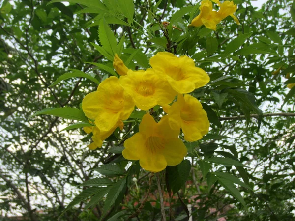 Gele Bloemen Met Stengels Bladeren — Stockfoto