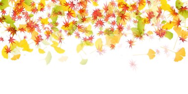 Güz Rengi Ginkgo Arkaplanından Çıktı