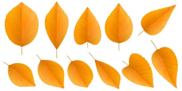 Podzimní Pomerančová Ikona — Stockový vektor