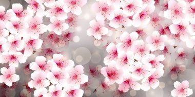 Kiraz çiçeği bahar suluboya arka planı