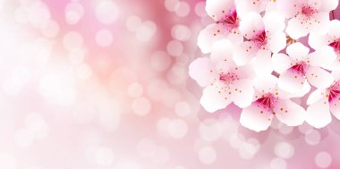 Kiraz çiçeği bahar suluboya arka planı