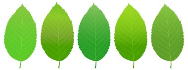 Taze yaprak yeşil ağaç simgesiyle