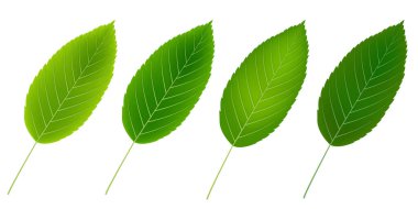 Taze yeşil yaprak bitki simgesi