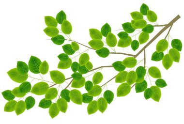 Taze yeşil yaprak bitki simgesi