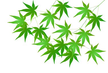 Akçaağaç Taze Yeşil Sıcak Yaz Arkaplanı