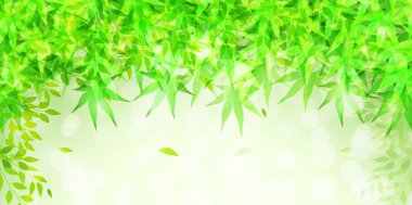 Akçaağaç Taze Yeşil Sıcak Yaz Arkaplanı