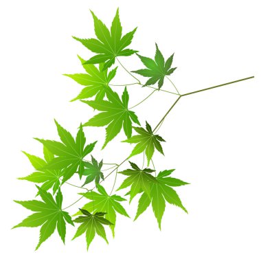 Taze yeşil akçaağaç yaprağı simgesi