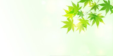 Taze yeşil akçaağaç yaprağı arka plan