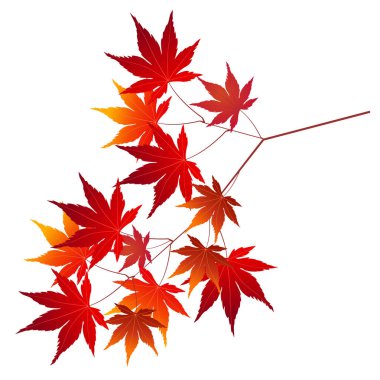 Sonbahar yaprakları Akçaağaç Yaprak Simgesi