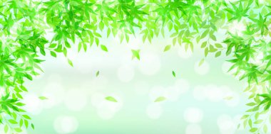 Akçaağaç Taze Yeşil Sıcak Yaz Arkaplanı