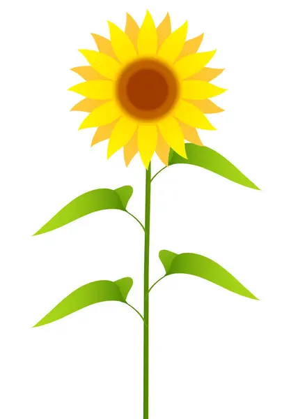 Sunflower Flower Summer Plant Icon