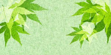 Taze yeşil akçaağaç yaprağı arka plan