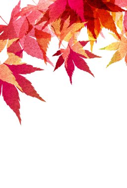 Sonbahar renk akçaağaç arka plan bırakır