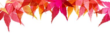 Sonbahar renk akçaağaç arka plan bırakır