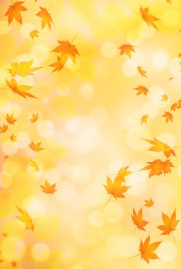 Sonbahar Akçaağaç Ağaç Yaprakları Sonbahar Arkaplanı