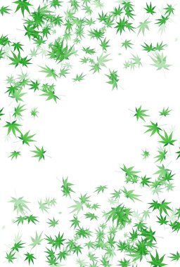 Taze yeşil akçaağaç yaprağı arka plan