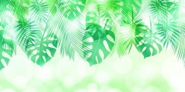 Palm Houseplant Yeşillik Tropikal Arkaplan
