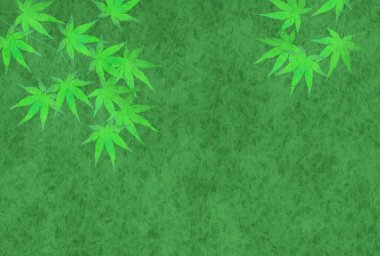 Taze yeşil akçaağaç yaprağı arka plan