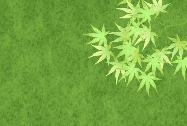 Taze yeşil akçaağaç yaprağı arka plan