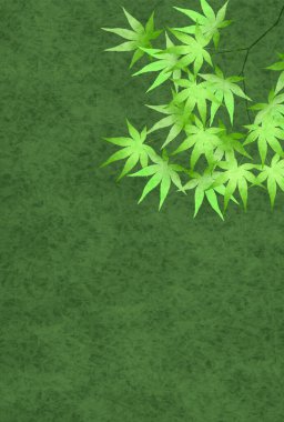 Taze yeşil akçaağaç yaprağı arka plan