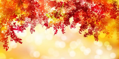 Sonbahar Akçaağaç Ağaç Yaprakları Sonbahar Arkaplanı