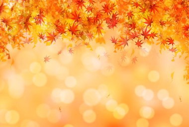 Sonbahar Akçaağaç Ağaç Yaprakları Sonbahar Arkaplanı