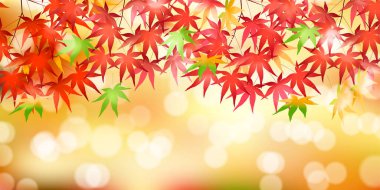 Sonbahar Akçaağaç Ağaç Yaprakları Sonbahar Arkaplanı