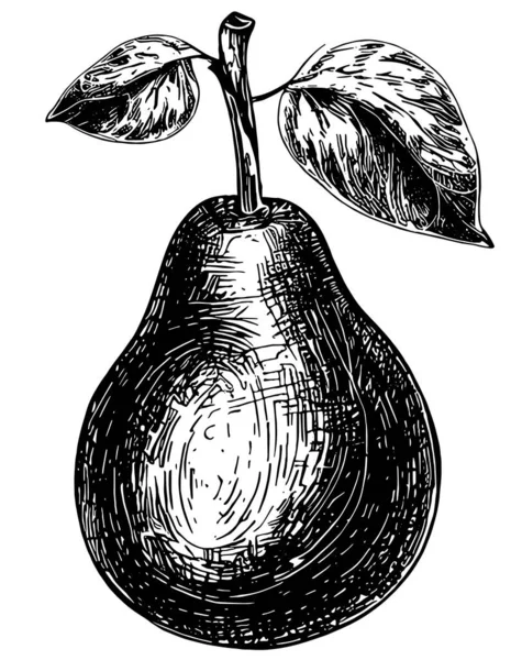 Pear Vector Drawing Black White — Stock Vector