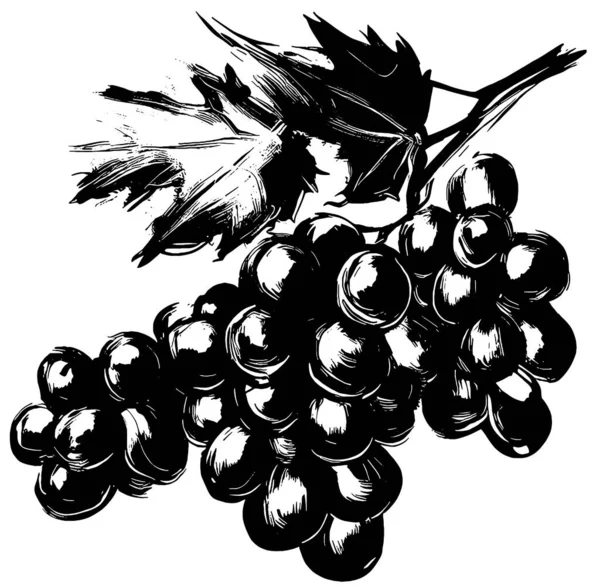 Grapes Vector Drawing Black White — Stock Vector