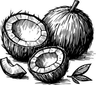Coconut whole and halves isolated vector monochrome drawing illustration on white background clipart