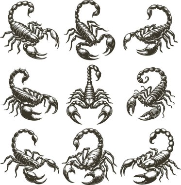 Scorpion şablon sanat vektörü koleksiyonu